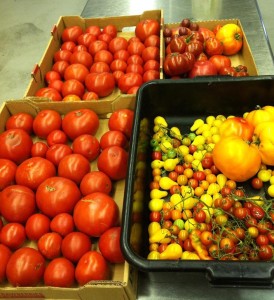 garden tomatoes