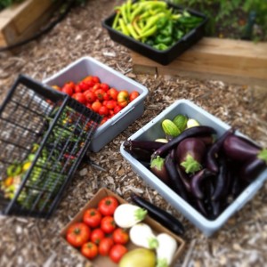 garden veggies