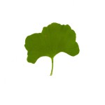 2015_Ginkgo