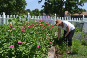 Associate Joan Sweeney tends her flower garden