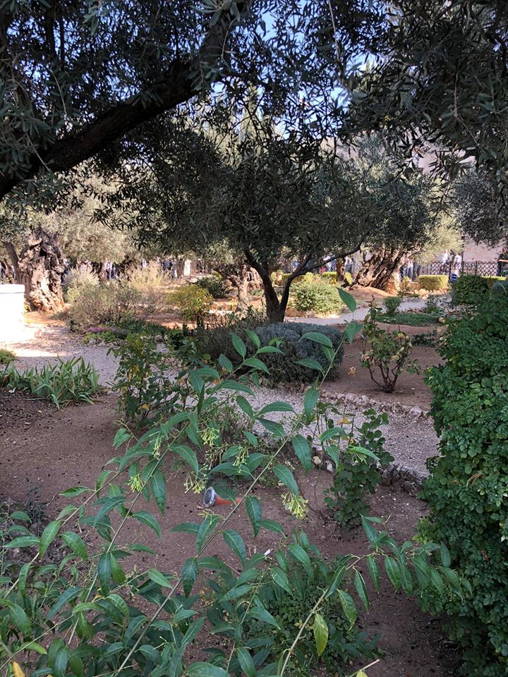 Garden of Gethsemane