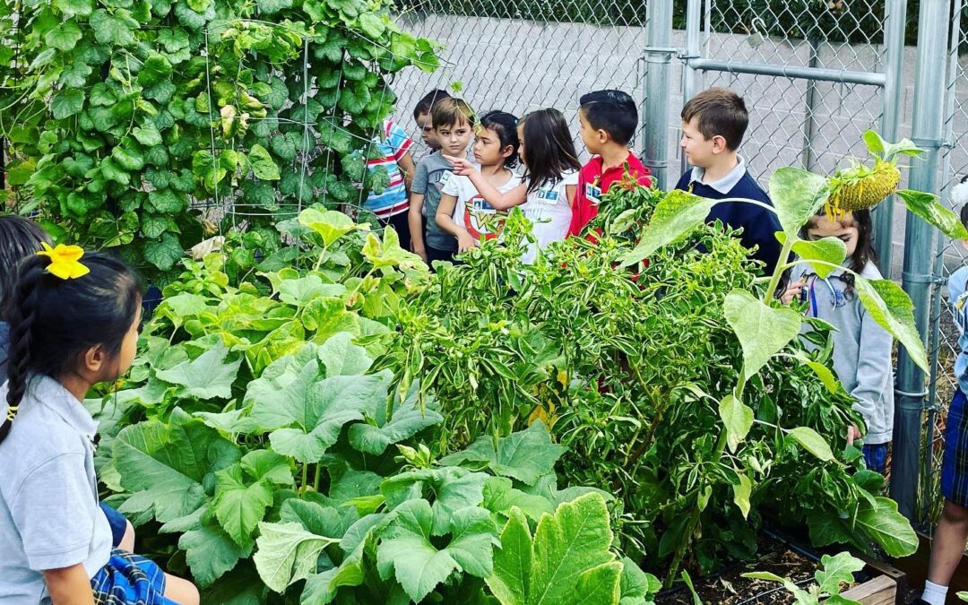 St. Viator Students Still Reaping the Benefits of Their Outdoor Garden