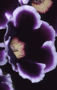 Deep purple gloxinia with light edged petals