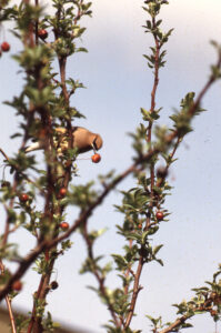 A brown bird with black and white streaks across its eyes sits in a bush and eats a red berry