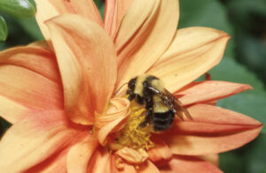 A close up of a bumblebee in the middle of a light orange dahlia