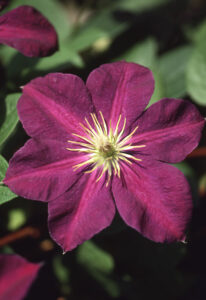 A close up of a deep red purple clematis with a light yellow center