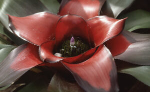 Close up of a bromeliad with a light purple bud in the middle