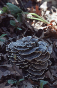 closeup of a turkey tail mushroom on a forest floor