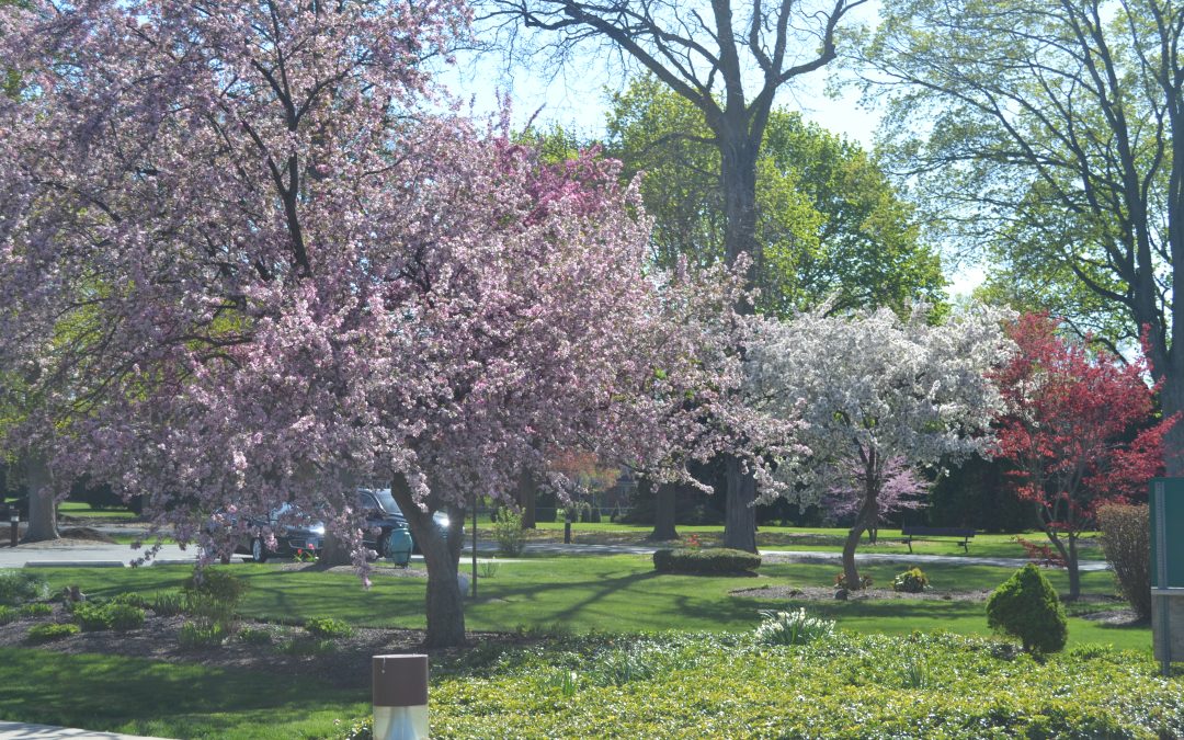 Spring Color on Province Center Grounds Conjures up Memories of Steve Burks