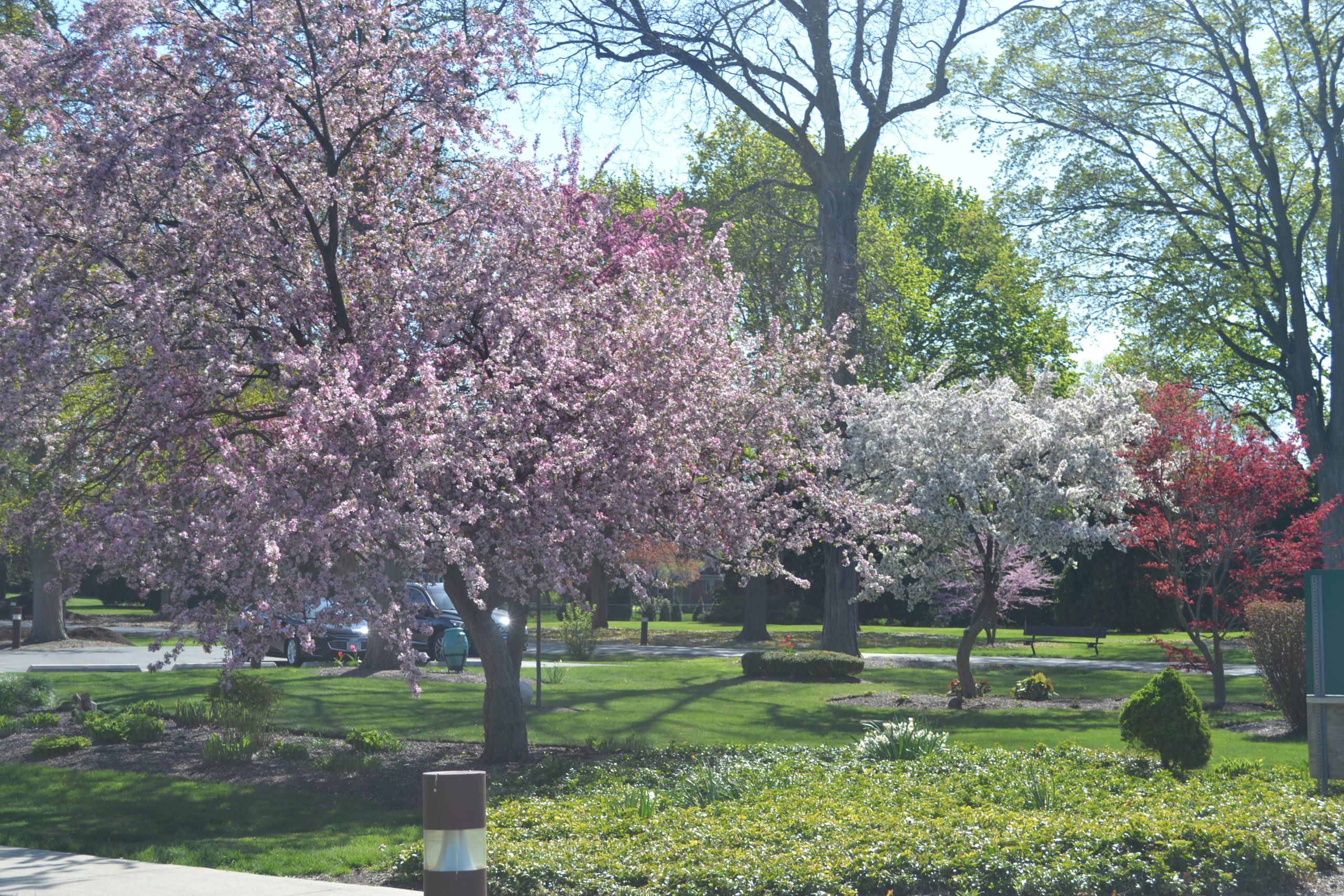 Spring Color on Province Center Grounds Conjures up Memories of Steve Burks